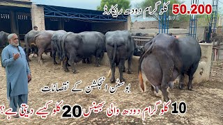 Mian Pervaiz Nili Ravi Buffalo Breed ll 50200 Kg Milk Record [upl. by Lav]