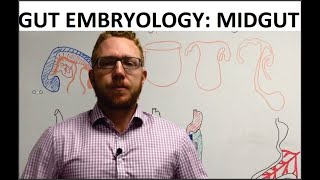 Midgut  Embryology [upl. by Nylac202]