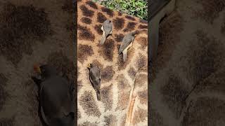 RedBilled Oxpecker grooming a Giraffe A closeUp Encounter in Kruger Park [upl. by Arreyt]