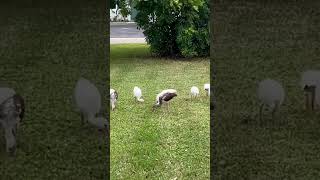 Egrets Eating egrets egret florida precious [upl. by Annahtur184]