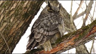 🦉Grandduc dAmérique  🦉GreatHorned Owl [upl. by Sheelah429]