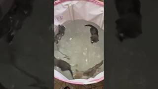 Cat fish 😱😱 cat cats pets catlover cutecat cute funny fyp foryou viralvideo shorts kitty [upl. by Anauqaj]