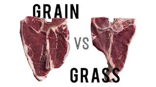 Grain vs grass fed beef [upl. by Elsinore]