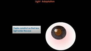 Process of Pupil Dilation and Constriction Light and Dark Adaptation [upl. by Older]