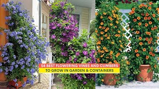 54 Best Flowering Vines and Climbers to Grow in Garden amp Containers [upl. by Nyrehtak]