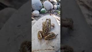 Catching frog funny make you laugh  jumping funny frog  funny catch frog live 26 🛑LIVE 🎞️🎥 [upl. by Nailil87]