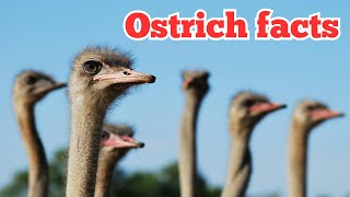 Crazy Ostriches The Fastest Birds on Two Legs 🦩🏃‍♂ [upl. by Eremaj]