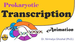 Transcription in prokaryotes animation [upl. by Oinotnaocram]