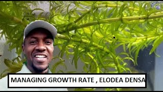 CAN I CONTROL THE GROWTH OF ELODEA DENSA  Egeria densa IN MY AQUARIUM [upl. by Arnuad]