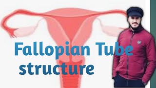 Fallopian tube structure [upl. by Jacki]