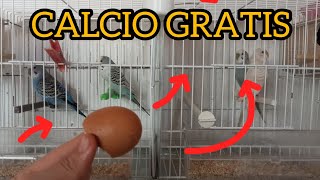 CALCIO GRATIS PARA NUESTRAS AVES [upl. by Tristis]