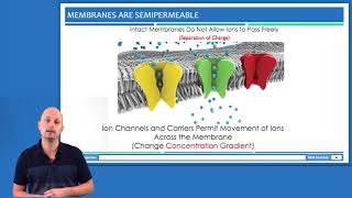 Membrane Potential The Basics [upl. by Hertz]