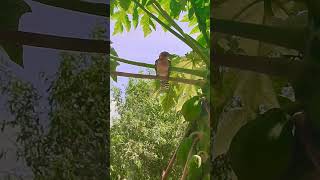 Red and Yellow Barbette🦜 🥰🤩 viralvideos birdslover [upl. by Nosrej]