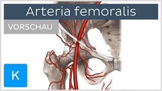 Arteria femoralis Die Oberschenkelarterie Vorschau  Anatomie des Menschen  Kenhub [upl. by Htebazileharas]