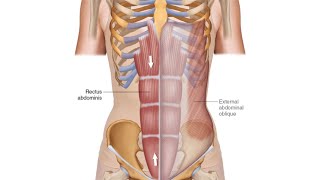 Rectus Sheath [upl. by Buzzell]