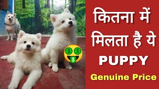 Genuine price of Pomeranian dog in India [upl. by Ovid]