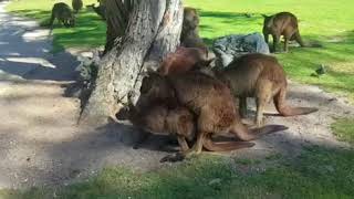 Melbourne trip kangaroo mating [upl. by Feinstein]