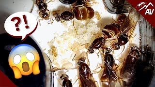 You wont believe what happened Ant Experiment Update [upl. by Kriste]