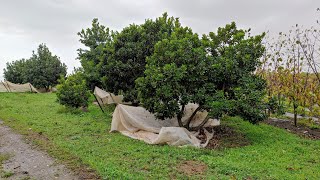 Lucuma Pouteria lucuma Lychee Litschi sinensis collection La Mayora Spain [upl. by Ramses]