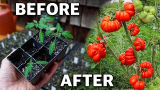 How to Grow Tomatoes Complete Growing Guide [upl. by Ohaus]