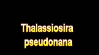 What Is The Definition Of Thalassiosira pseudonana [upl. by Habeh]