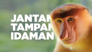 Bekantan Monyet Paling Tampan Idaman AlamSemenit [upl. by Anilec]