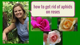 How to get rid of aphids on roses [upl. by Smallman408]