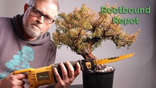 Bonsaify  Repotting a Root Bound Nursery Tree [upl. by Klinger]