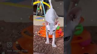 Don sphynx love katzenbaby katze sphynx donsphinx music [upl. by Noraha]