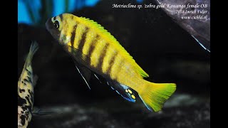 M sp zebra gold OB Kawanga Pseudotropheus perileucos Likoma [upl. by Salome581]