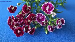 Colorful Dianthus Carnation Flowers dianthus carnations 🎵💐🎼🎺🎷🎻🎸 [upl. by Carolyn]