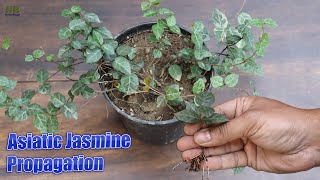 Asiatic Jasmine Tricolor Propagation from Cuttings [upl. by Sholem]