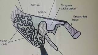 Tympanic Or Mastoid Antrum Anatomy [upl. by Eisak]