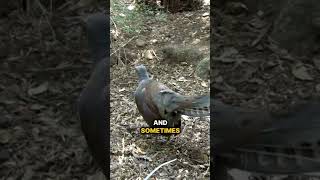 The lyre bird 😲 [upl. by Egin399]