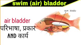 air bladder and its function  swim bladder  gasfilled sac  pdf in hindi  MSc topic [upl. by Nylhtac]