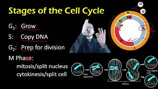 Biology The Cell Cycle [upl. by Strepphon430]