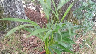 Dypsis Lutescens  Areka Palmiyesi Bakımı Ve Üretimi  Areca Palm Care [upl. by Neiv]