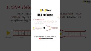 helicase  dna replication dnareplication bioshorts biologyshorts shortsvideo [upl. by Adnovad]