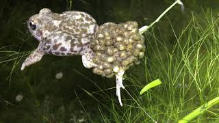 Alytes cisternasii  Iberian midwife toad  Sapo partero ibérico [upl. by Ethban863]