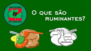 O que são ruminantes [upl. by Airbmac]