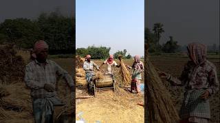 Team Work Paddy Threshing by Paddle Thresher shorts [upl. by Magavern606]