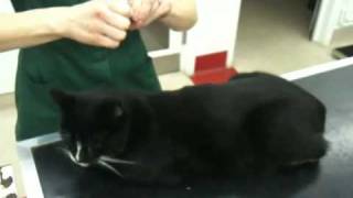 How to apply spoton flea treatment to your cat  Orwell Vets [upl. by Yleoj]