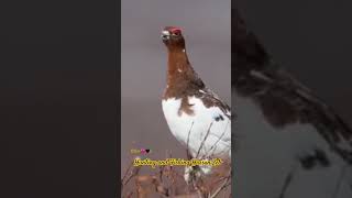 Nature  butifull birds  waterfowl hunting  Murghabi ka shikar  Duck [upl. by Fai]