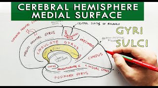 Medial surface of the Cerebral hemisphere  Gyri and sulci  Neuroanatomy [upl. by Ojillek]