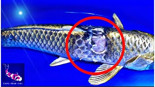 GRAPHIC  Koi is Sick  Giving Baytril Shots 💉  Ulcer Treatment  Pt 2  4K [upl. by Aerbas735]