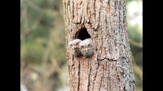 Baby ScreechOwls [upl. by Talyah]