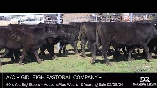 AC  GIDLEIGH PASTORAL COMPANY  60 x Yearling Steers AuctionsPlus Weaner amp Yearling Sale 020824 [upl. by Ihsorih]