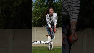 Epic Dog Games in Action 🐶🔥 Fun Facts You Didn’t Know pet short shorts [upl. by Cheatham699]