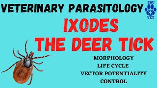 IxodesThe Deer Tick Veterinary Parasitology [upl. by Auqinahc]