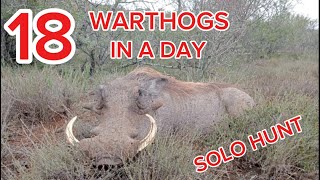 18 Warthogs in a day [upl. by Ikram377]